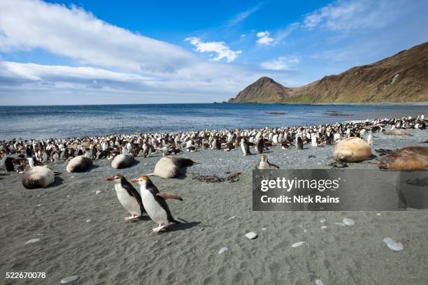 royal penguins and southern elephant seals at sandy bay on macquarie island - southern elephant seal stock pictures, royalty-free photos & images