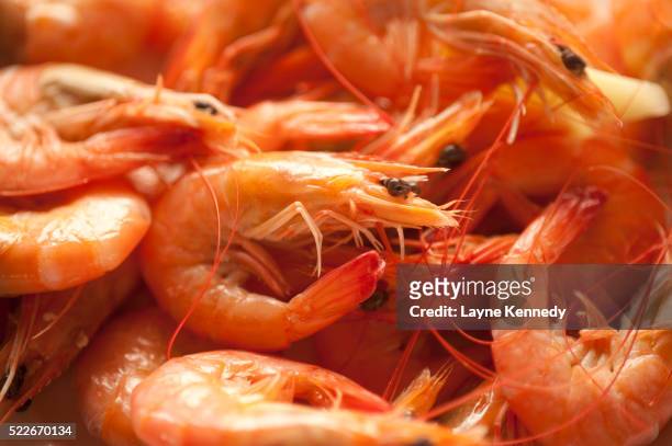 fresh shrimp from halong bay, vietnam - shrimp foto e immagini stock