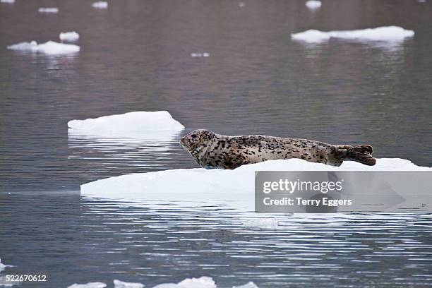 spotted harbor seal resting on ice berg - spotted seal stock pictures, royalty-free photos & images