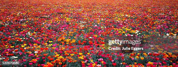 mission bell poppies - willamette valley stock pictures, royalty-free photos & images