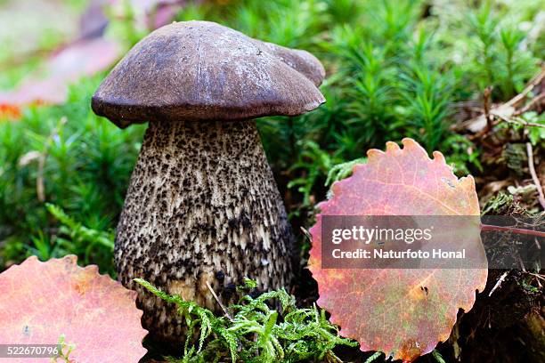 queen bolete, bronzy bolete (boletus aereus) is a very rare and excellent edible mushroom - bavaria/germany - boletus aereus stock pictures, royalty-free photos & images
