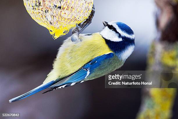 blue tit (parus caeruleus) at a bird feeder in wintertime - bavaria / germany - bird feeder stockfoto's en -beelden