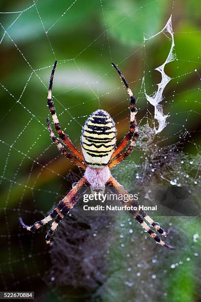 zebra spider or wasp spider (argiope bruennichi) in its web - bavaria/germany - animal abdomen fotografías e imágenes de stock