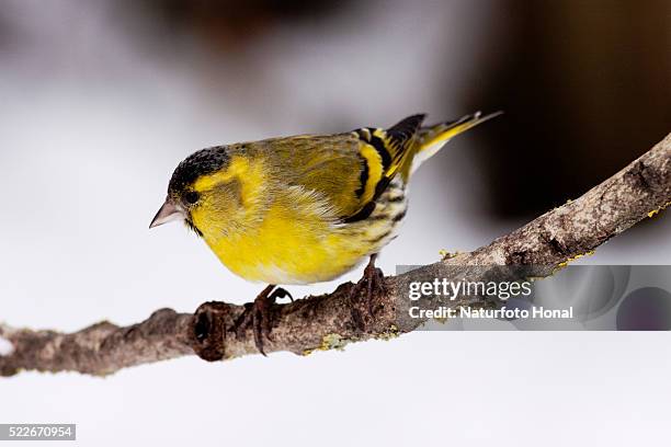 siskin male (carduelis spinus) on branch in winter - bavaria/germany - portrait lachen stock pictures, royalty-free photos & images
