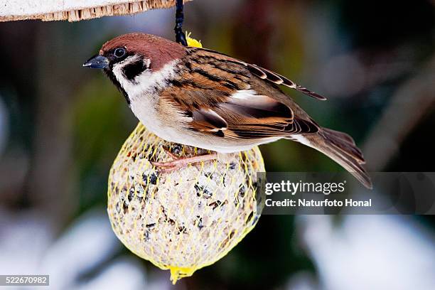 tree sparrow (passer montanus) in winter landscape at a feeding station - bavaria/germany - ringmus stockfoto's en -beelden