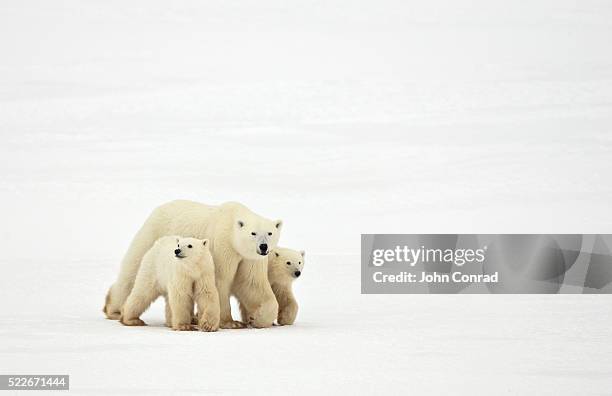 mother and cubs walking - oso polar fotografías e imágenes de stock