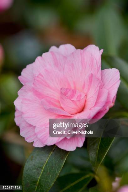 pink flower of camellia x williamsii galaxie. rhs garden, wisley - camellia bush stock-fotos und bilder