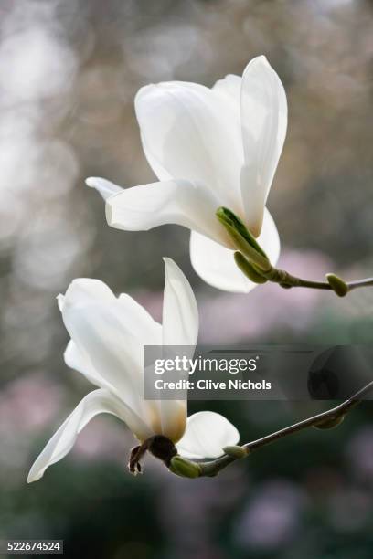 the white flowers of magnolia x veitchii columbus. spring, rhs garden, wisley - veitchii stock pictures, royalty-free photos & images