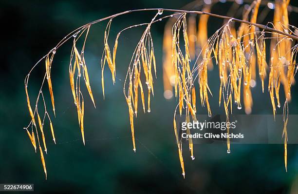 early morning sunlight backlights stipa gigantea flowers, lady farm, somerset, england - stipa stock pictures, royalty-free photos & images