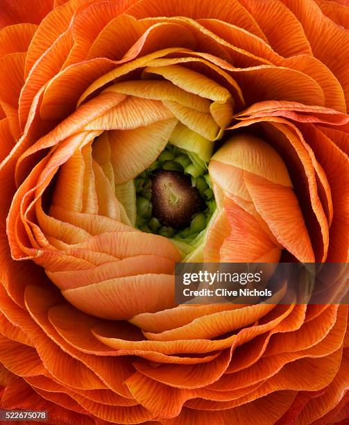 orange red ranunculus - ranúnculo - fotografias e filmes do acervo