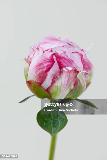 the pink flower of paeonia lactiflora sarah bernhardt. paeony, peony - peony foto e immagini stock