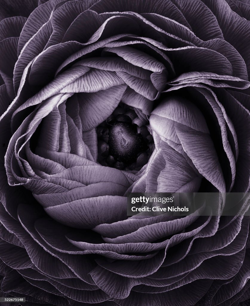 Local Ranunculus Centre Of A Ranunculus High-Res Stock Photo - Getty Images