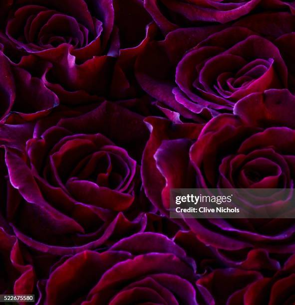 rosa 'black baccara - rosa violette parfumee photos et images de collection