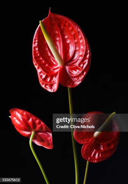 red flowers of anthurium - anthurium stock pictures, royalty-free photos & images
