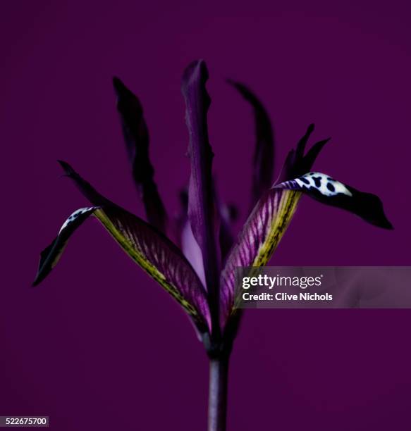 iris reticulata pauline - iris reticulata stock pictures, royalty-free photos & images