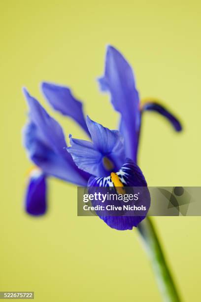 iris reticulata harmony - iris reticulata stock pictures, royalty-free photos & images