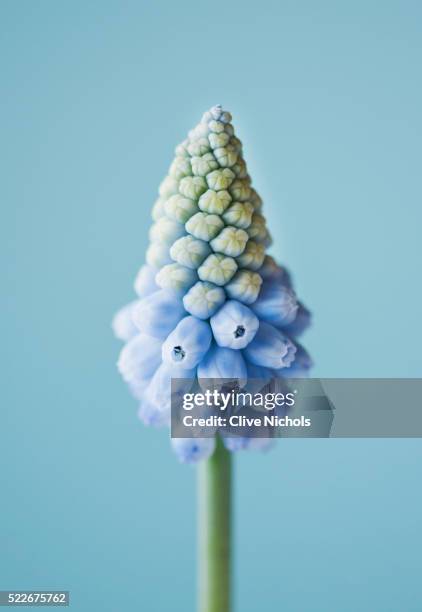 flower of muscari valerie finnis - muscari armeniacum stock-fotos und bilder