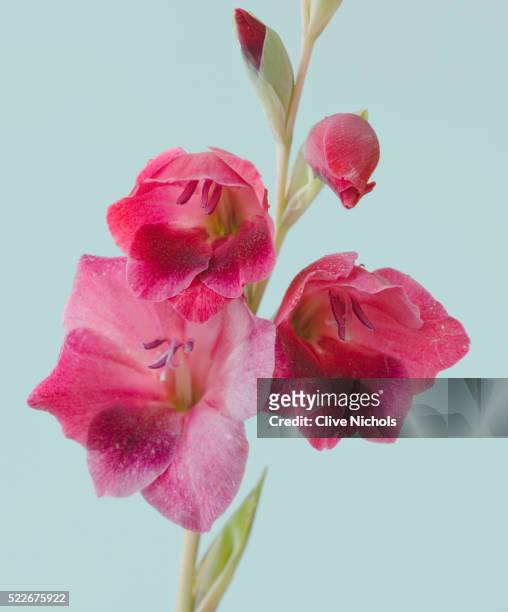 flowers of gladiolus papilio 'ruby' - gladiolus fotografías e imágenes de stock