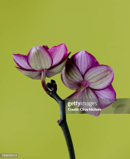 the flowers of a doritaenopsis orchid - doritaenopsis stock pictures, royalty-free photos & images