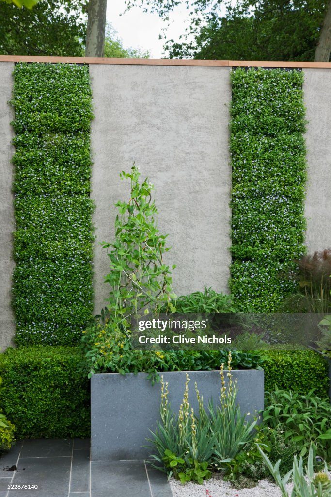 WALL PLANTED WITH LOBELIA PEDUNCULATA