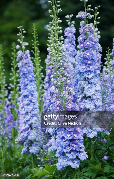 blossoming flowers - delphinium 個照片及圖片檔