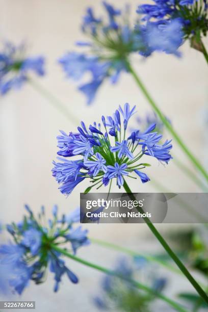 blossoming flowers - african lily stock pictures, royalty-free photos & images
