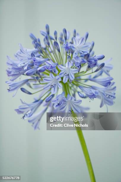 blossoming flowers - african lily stock pictures, royalty-free photos & images