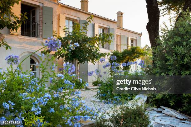 mediterranean garden - african lily stock pictures, royalty-free photos & images