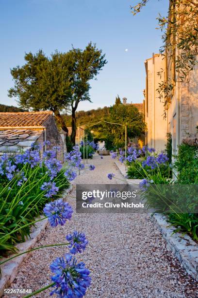 mediterranean garden - african lily stock pictures, royalty-free photos & images