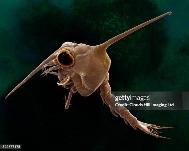 electron micrograph of crab larva - plancton photos et images de collection