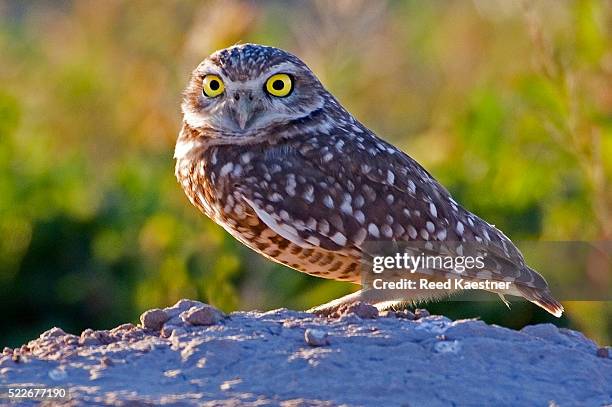 burrowing owl - mochuelo excavador fotografías e imágenes de stock