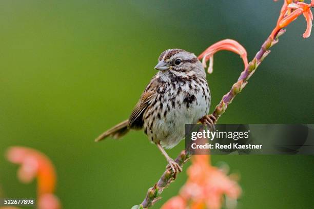 song sparrow on twig - songbird stock pictures, royalty-free photos & images