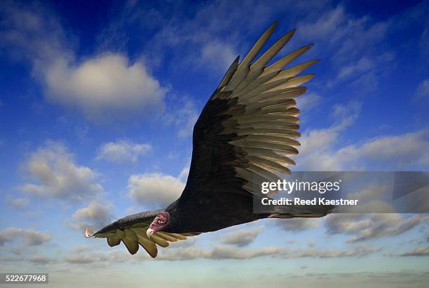 Vulture In Flight Turkey Vulture In Flight Photos and Premium High Res Pictures - Getty ...