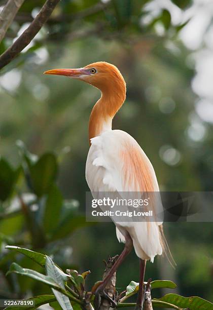 a cattle egret (bubulcus ibis) in petulu where many of the birds nest - ubud, bali - cattle egret fotografías e imágenes de stock
