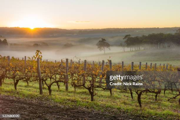 margaret river - vineyard australia stock-fotos und bilder