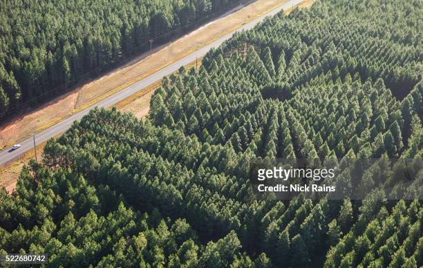 forestry plantation aerials - tree farm imagens e fotografias de stock
