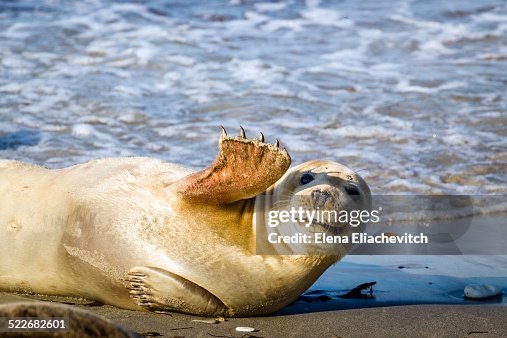 Young seal smiles and waves Young seal smiles and waves
