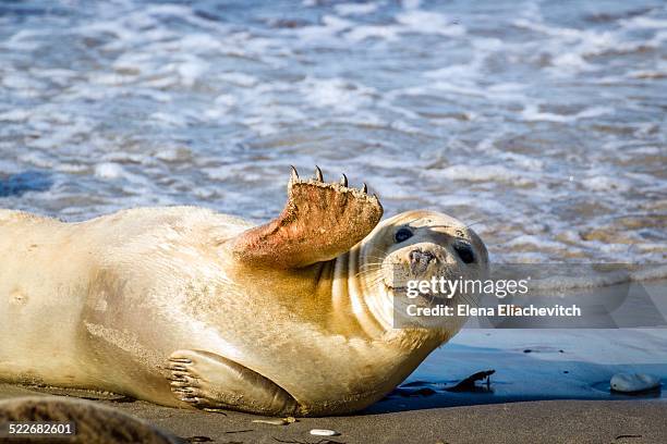 young seal smiles and waves - tier winken stock-fotos und bilder