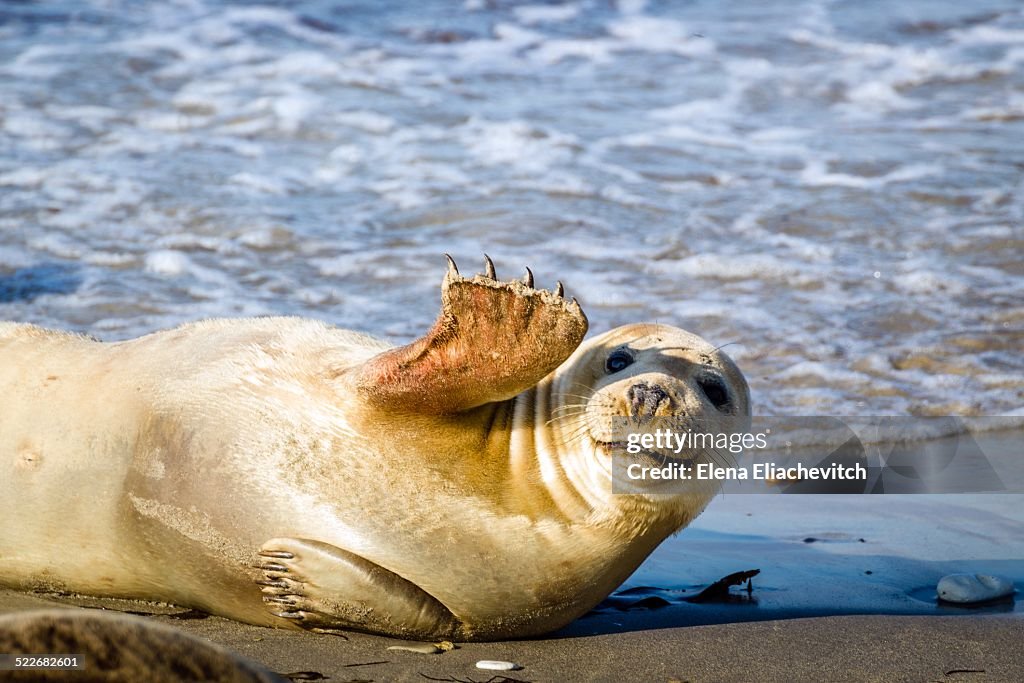 Young seal smiles and waves