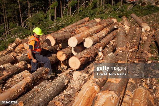 timber harvesting - forestry industry stock pictures, royalty-free photos & images