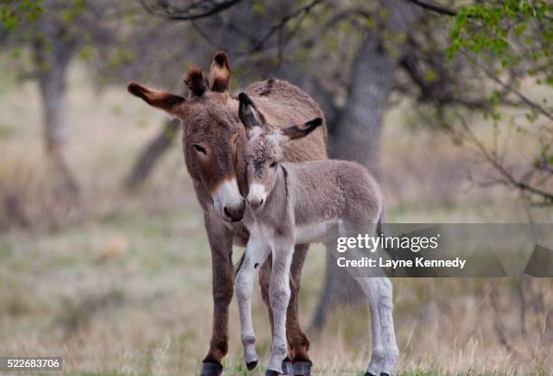 custer state park, south dakota - foal stock pictures, royalty-free photos & images