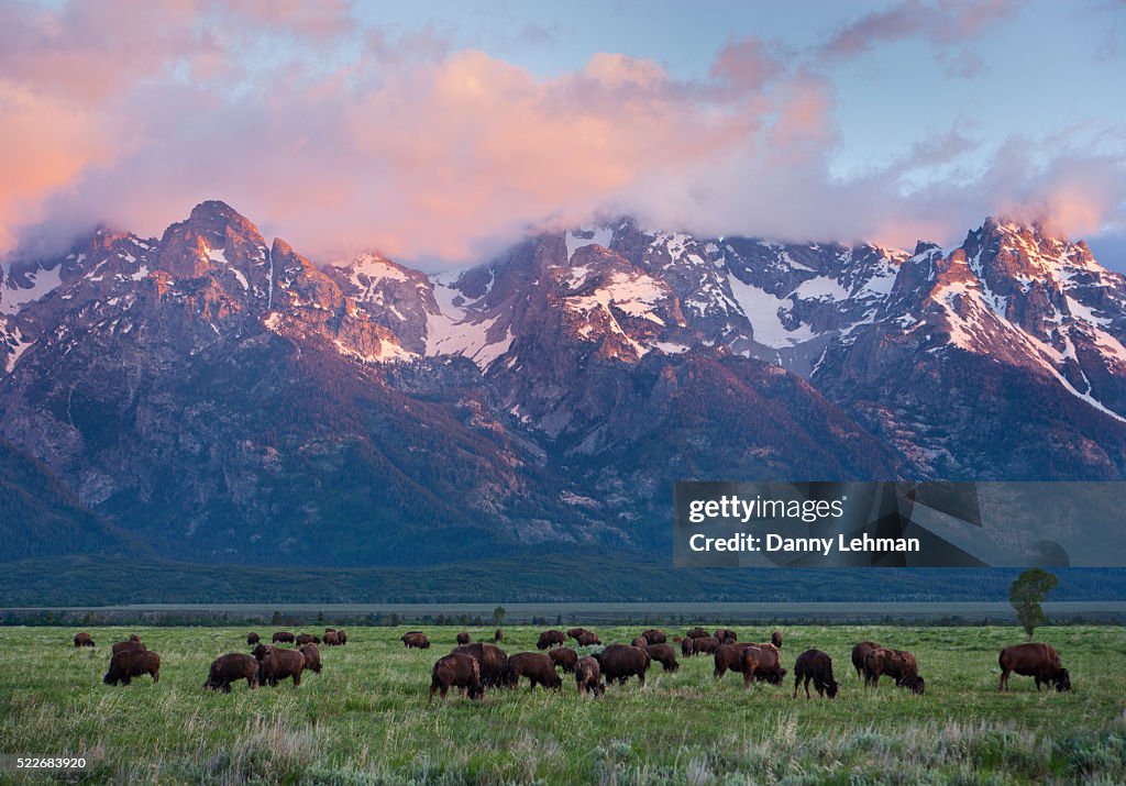 Bison at Grand Teton National Park