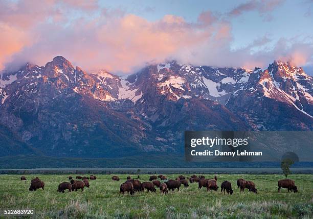 bison at grand teton national park - yellowstone photos et images de collection