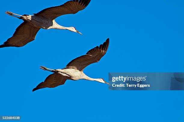 sandhill cranes in flight against a blue sky - bosque del apache national wildlife reserve stockfoto's en -beelden