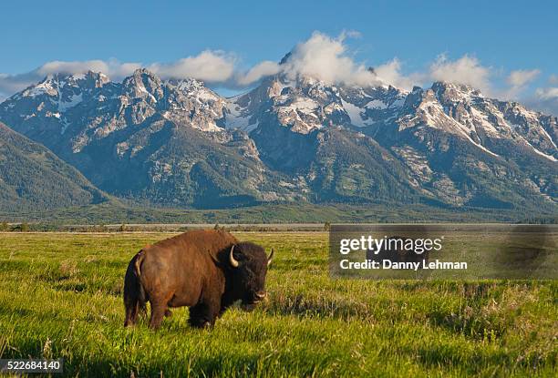 bison at grand teton national park - amerikanischer bison stock-fotos und bilder