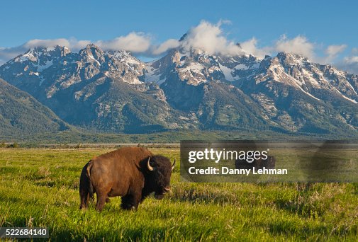 Bison at Grand Teton National Park