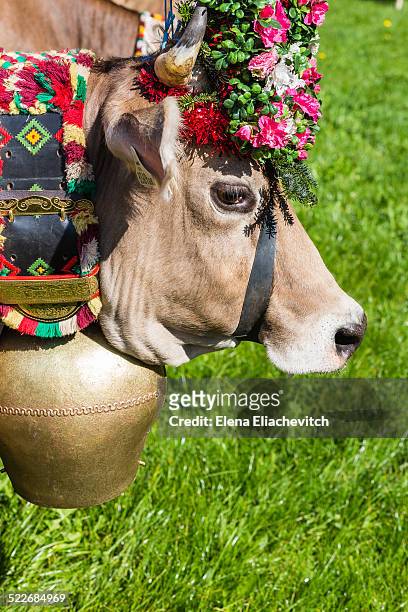 cow with bell and flowers crown - transhumance stock pictures, royalty-free photos & images
