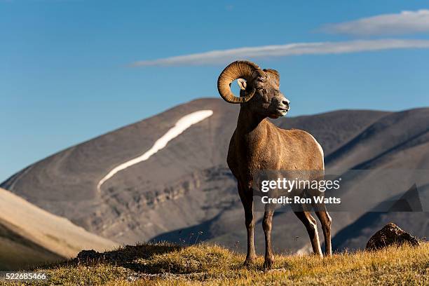 bighorn sheep wilcox pass - muflão do canadá imagens e fotografias de stock