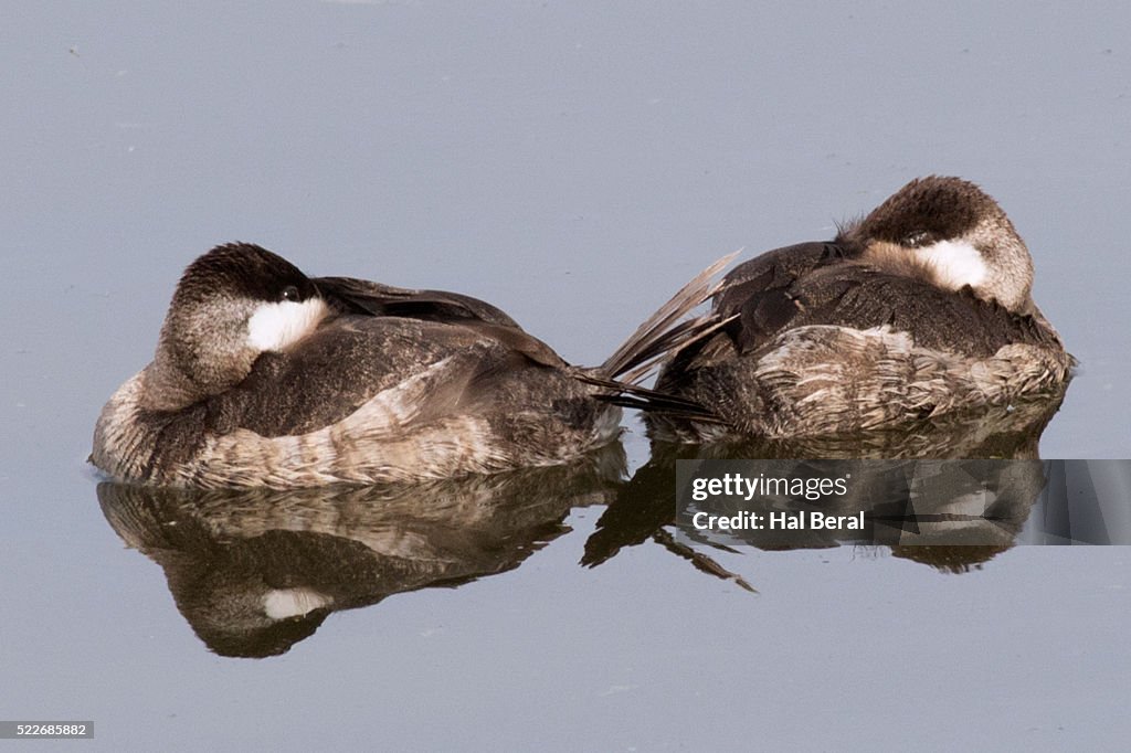 Pair of Ruddy Ducks resting