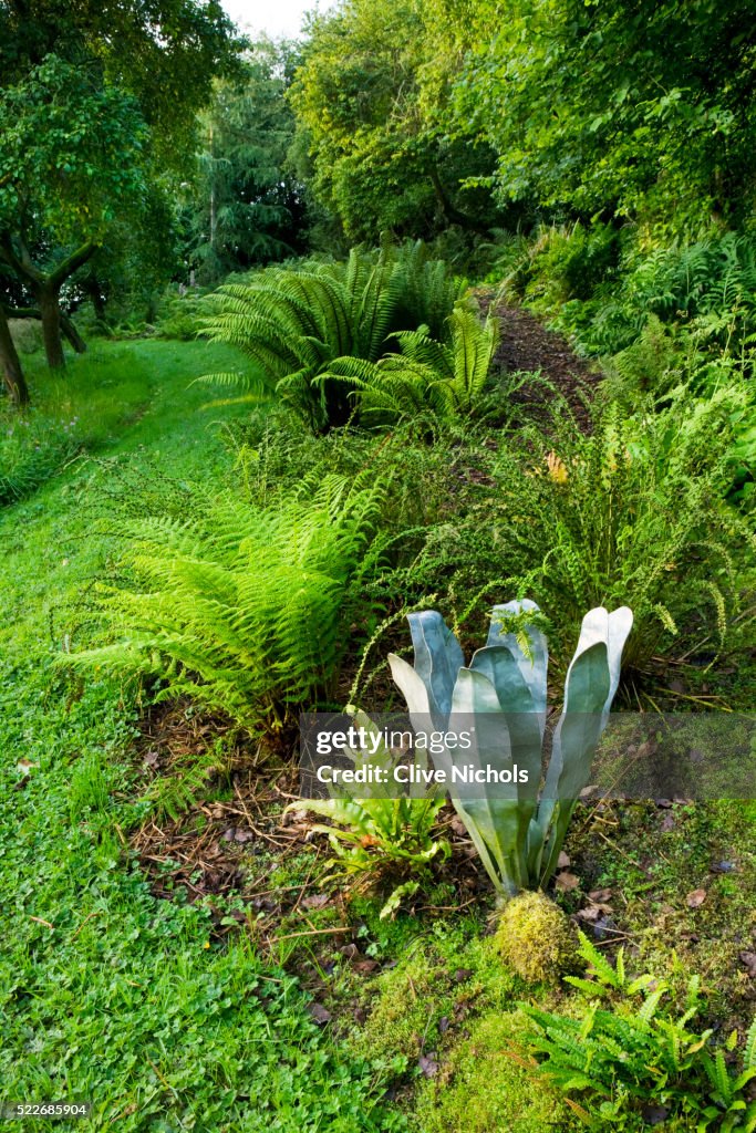 The Fernery